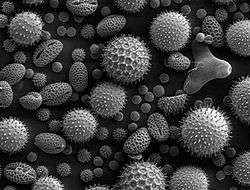 Pollen & Spores
